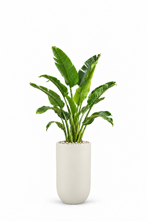 3NZNfTFZ7fC5BJiYidwzTU9ubKPBO67TCdwSbk02.png
