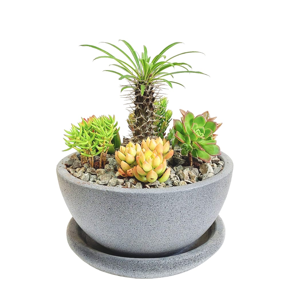 Bali cactus set 0