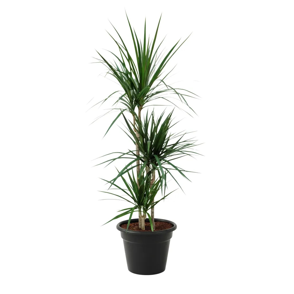 Dracaena Marginata Plant image