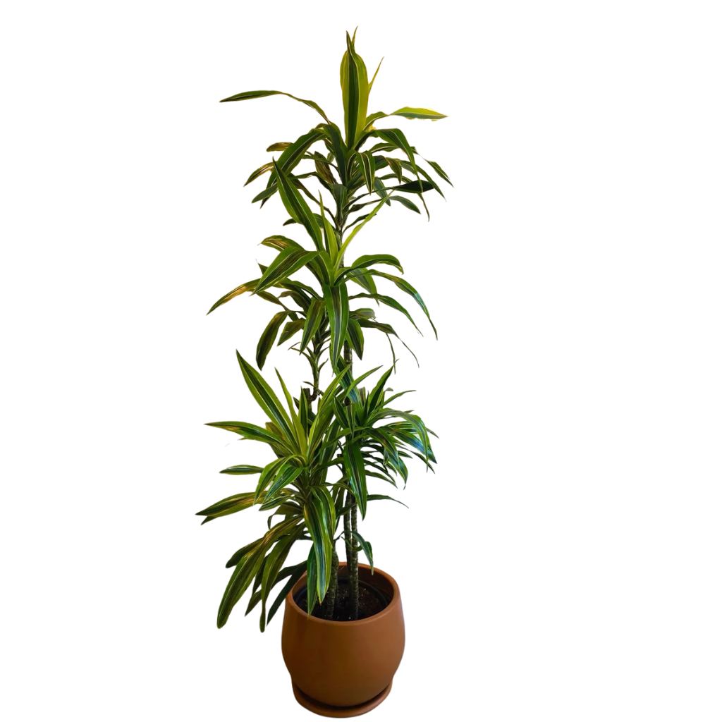 Dracaena Lemon Lime with Curvy Pot 0
