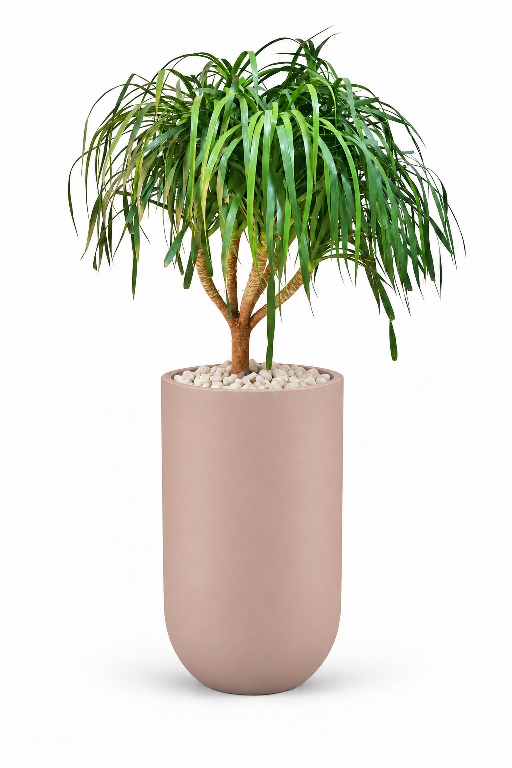 Ponytail Natural Plant In Luna Pot