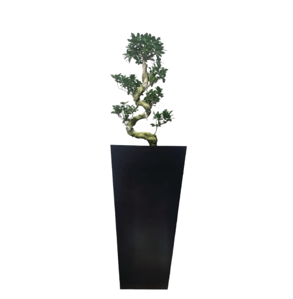 Bonsai with Black Matt Pot - Indoor Natural Plants 0