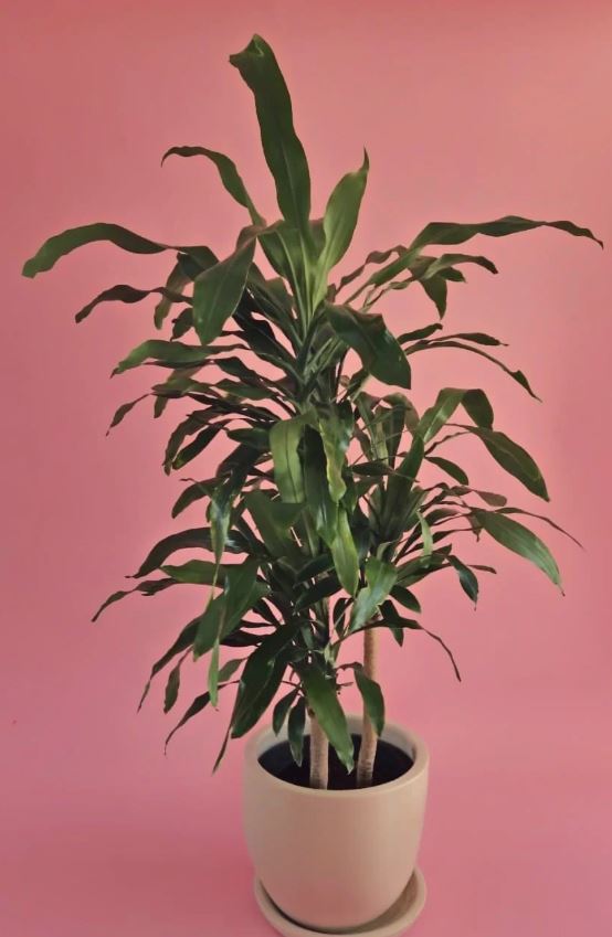 Dracena Corn with Plant Pot 0