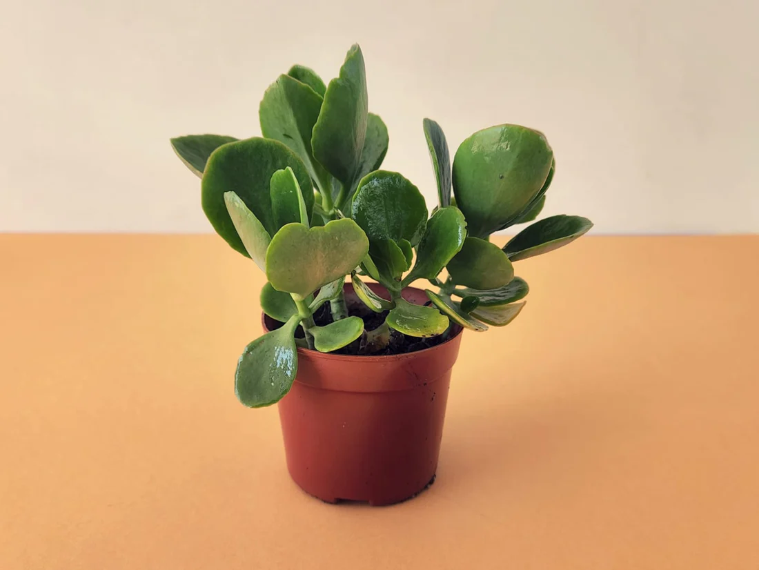 Crassula Ovata 0