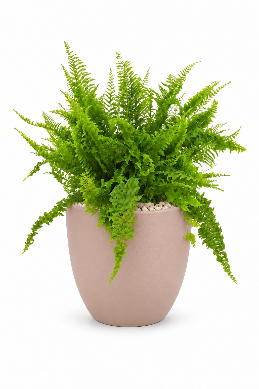 Boston Fern Aura With Pot