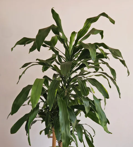 Dracena Corn Indoor Plant 0