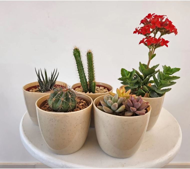 Mix of 6 Fancy Plastic Pots Set-Cactus & Succulent Bundle 0