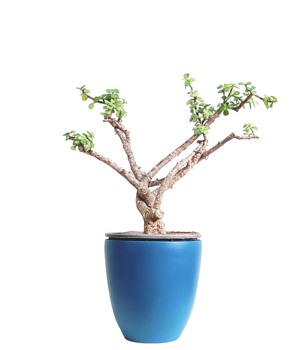 Jade Plant with Blue Pot 0