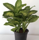 Dieffenbachia Tropic Snow XL 0