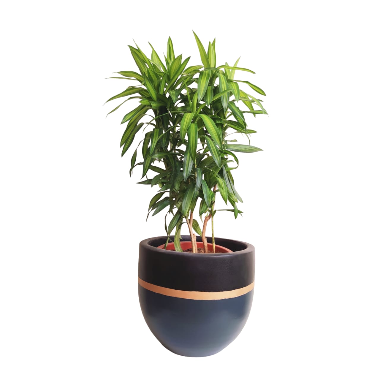 Dracaena Song with Black & Dark Blue Pot 0