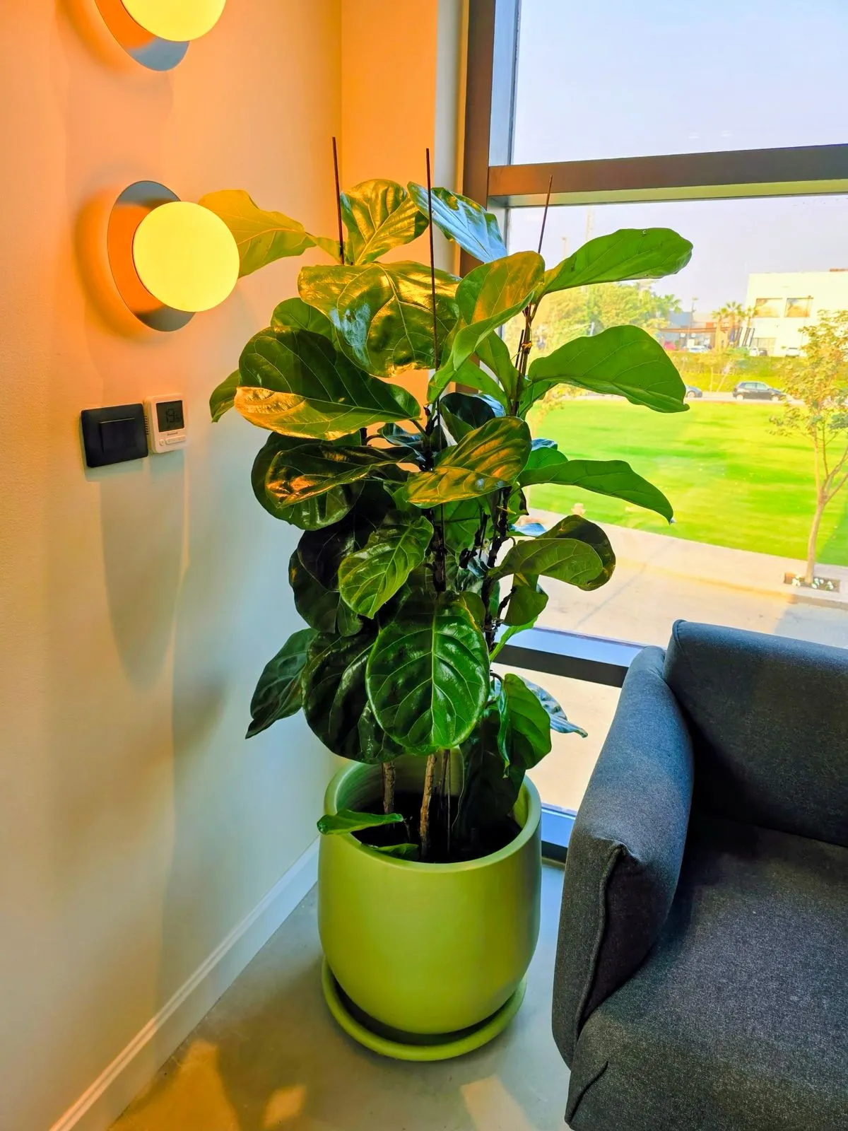 Fiddle Leaf Fig with Plain Pot 1