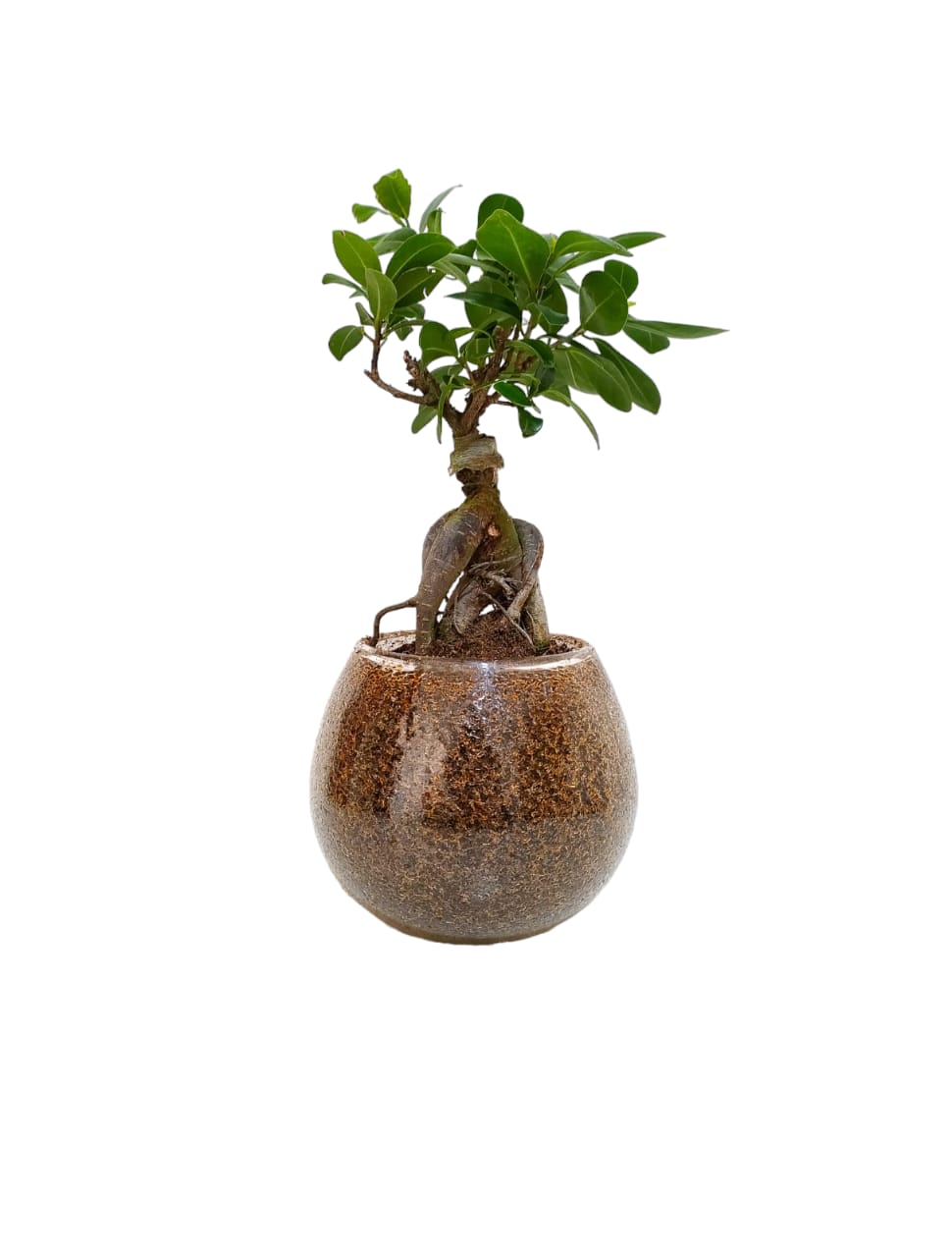 Bonsai with Glass Bowl 0