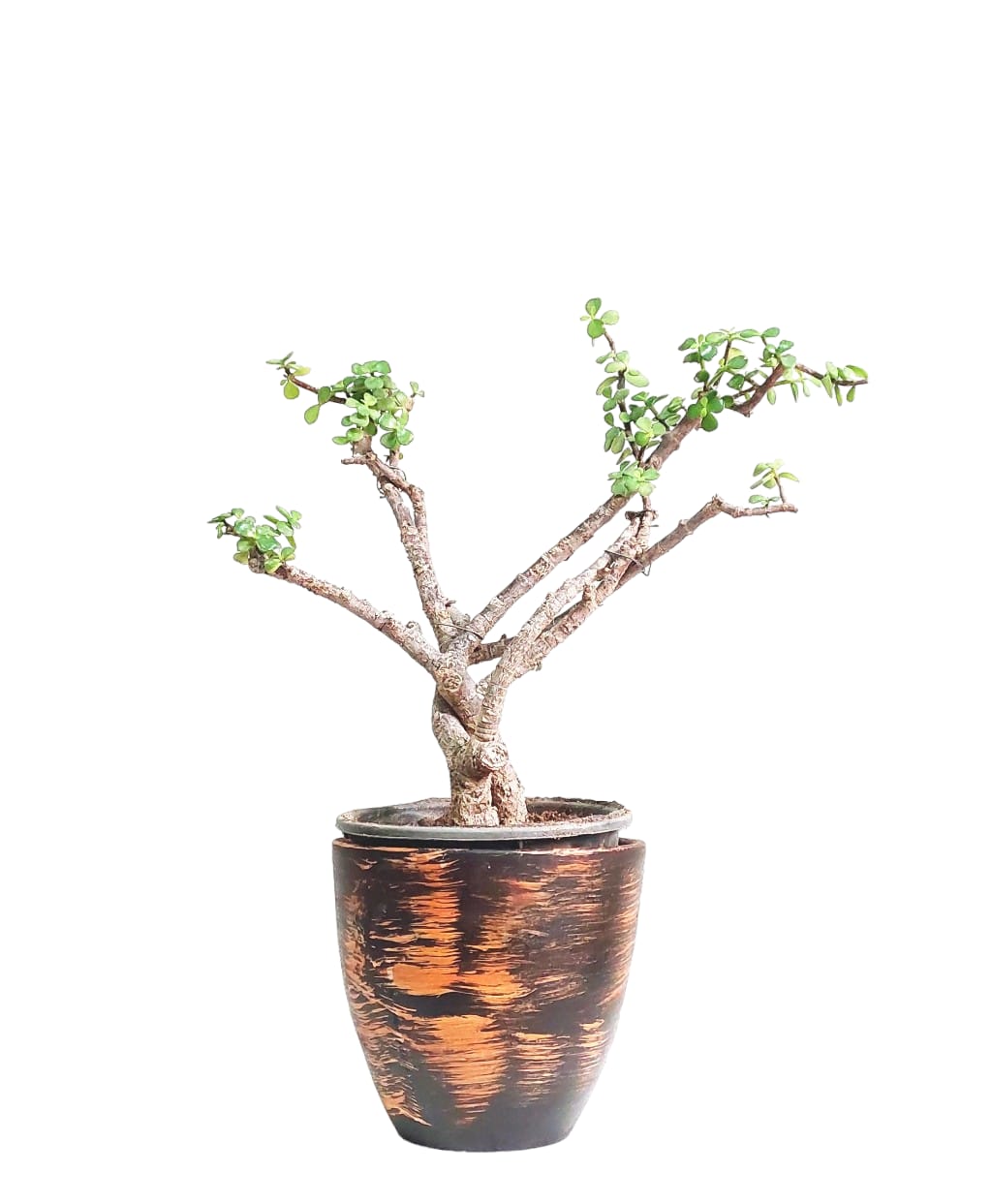 Jade Plant with Brown Pot 0