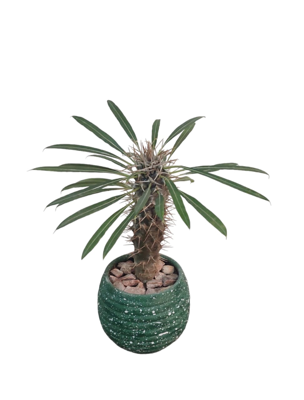 Madagascar palm 0