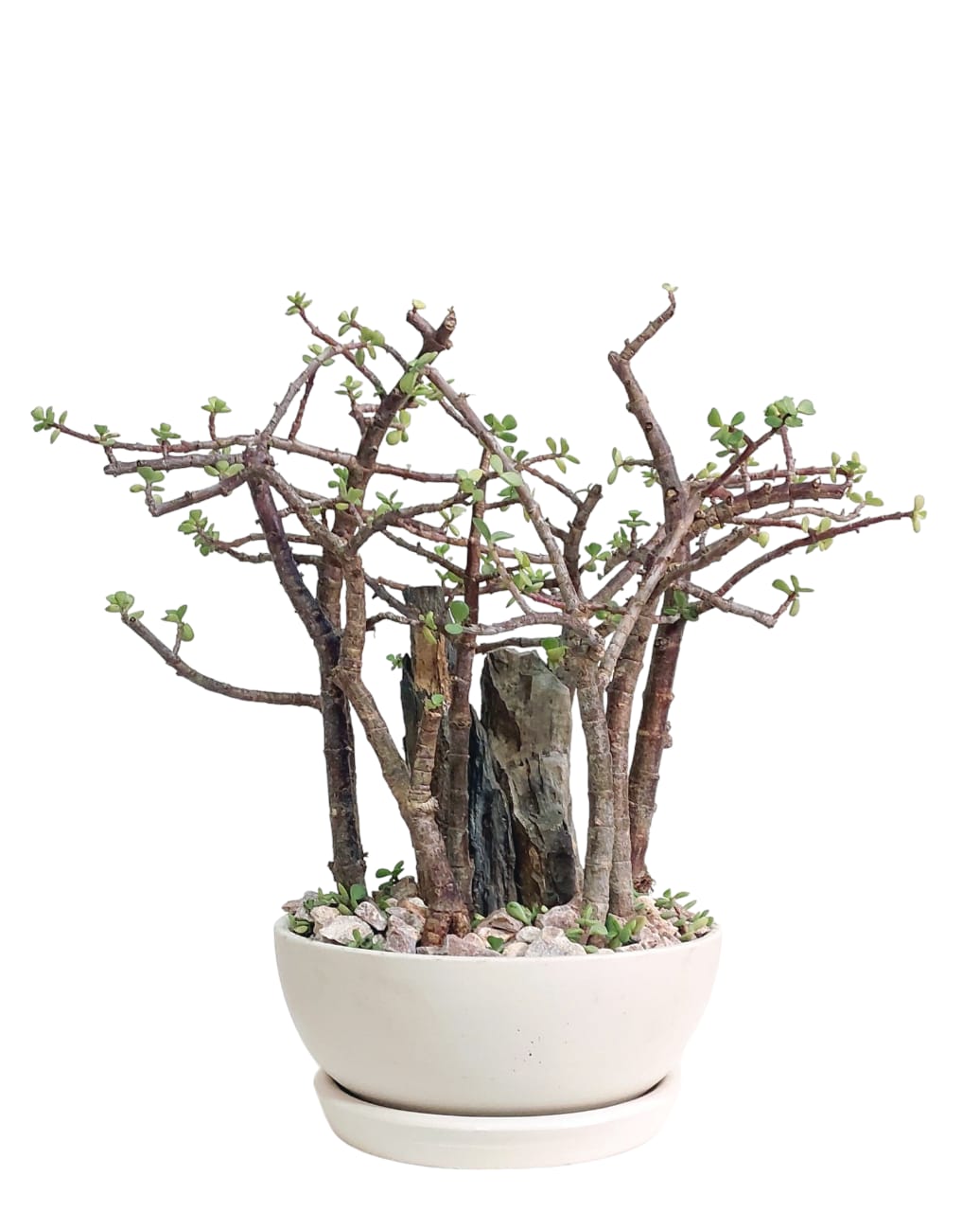 Jade Forest Set 0