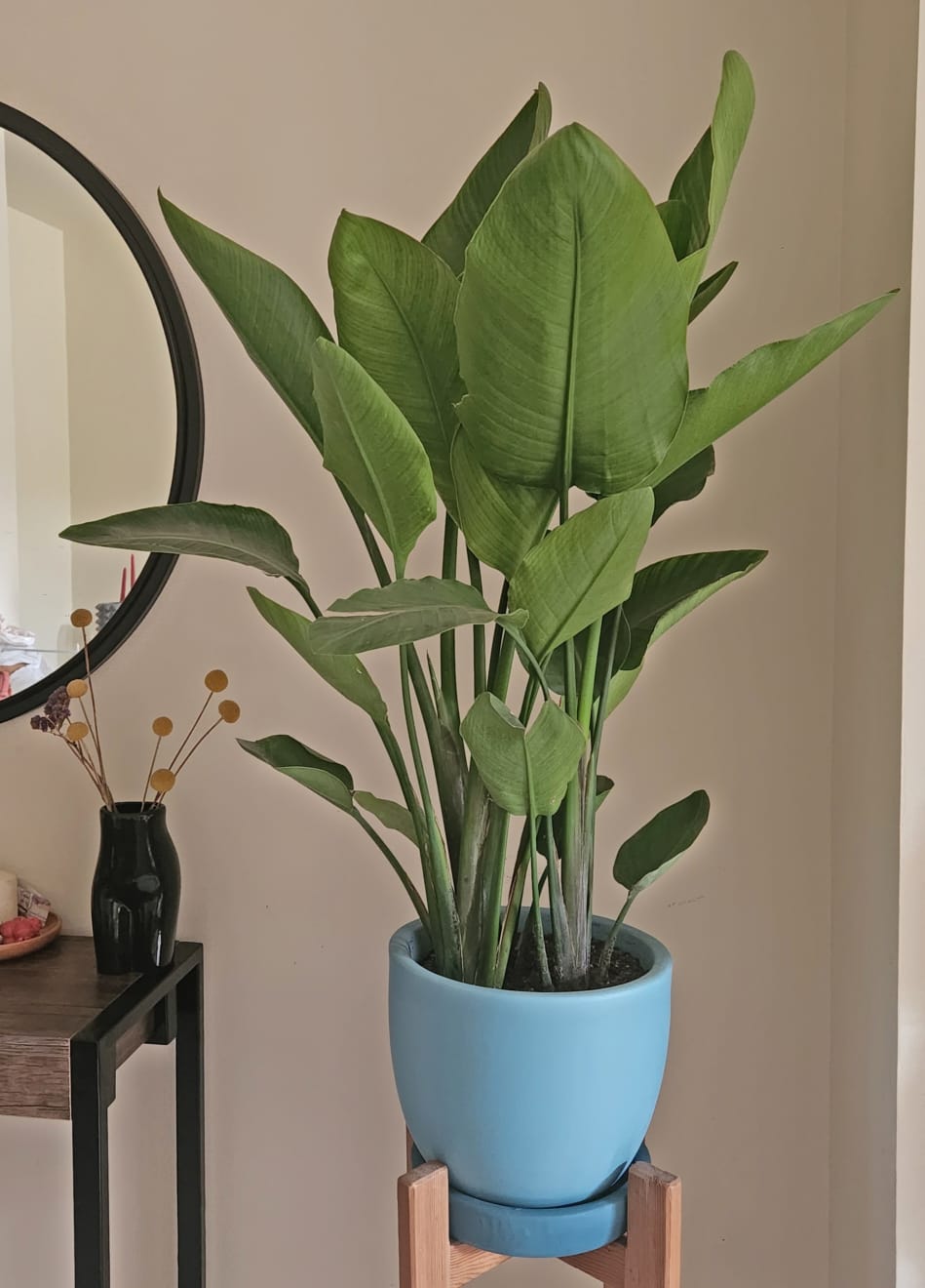 Miniature Strelitzia in Plant Pot 0