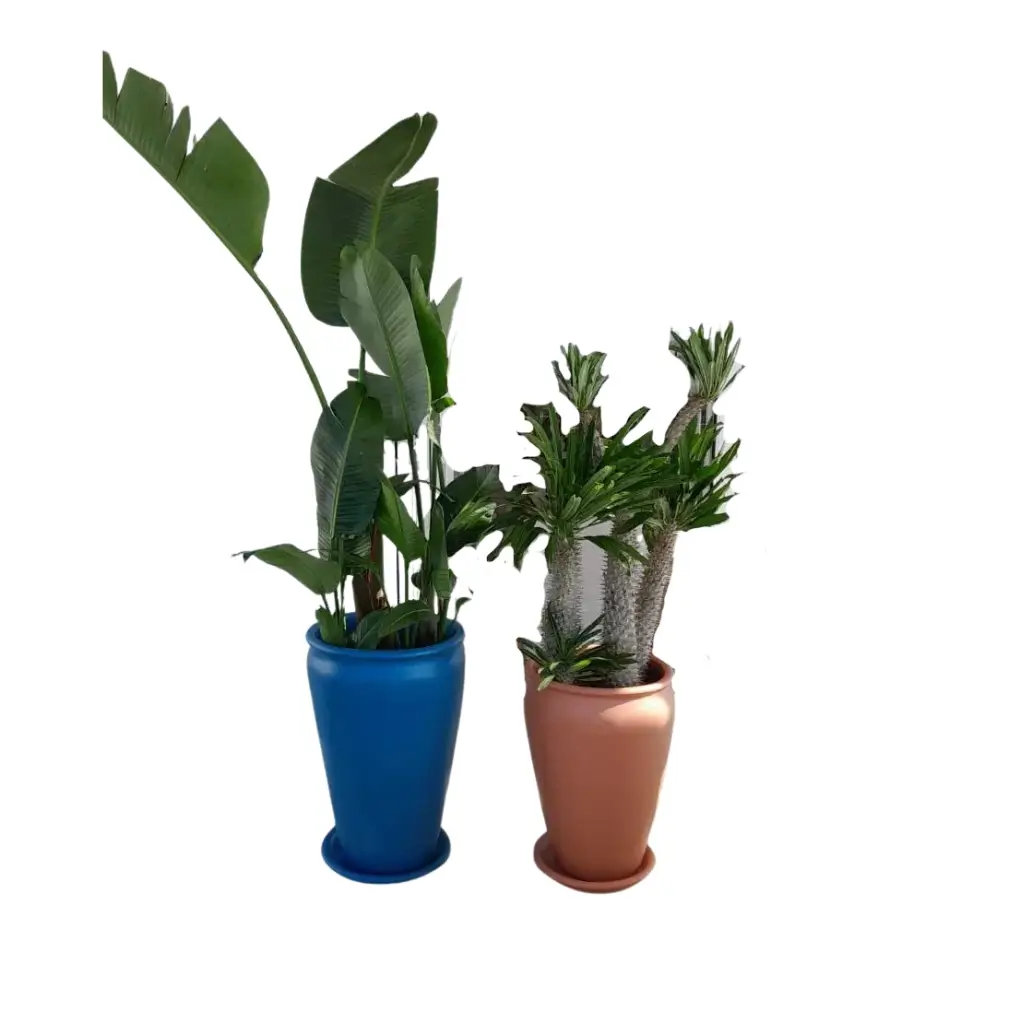 Strelizia Madagascar Duo Large Outdoor Set 0