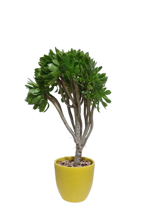 Aeonium with yellow pot 0