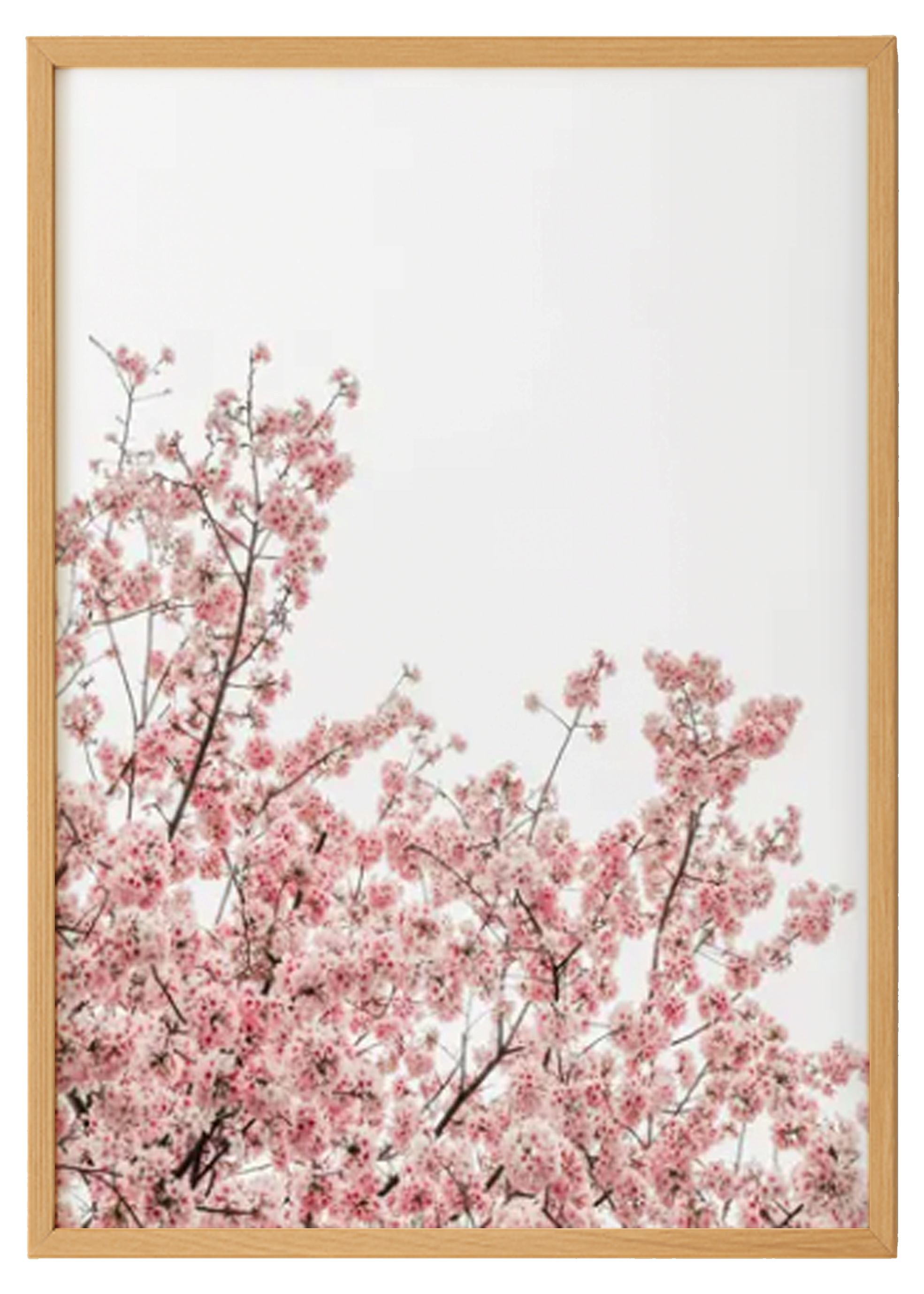 Blossom Cherry Floral Print 0