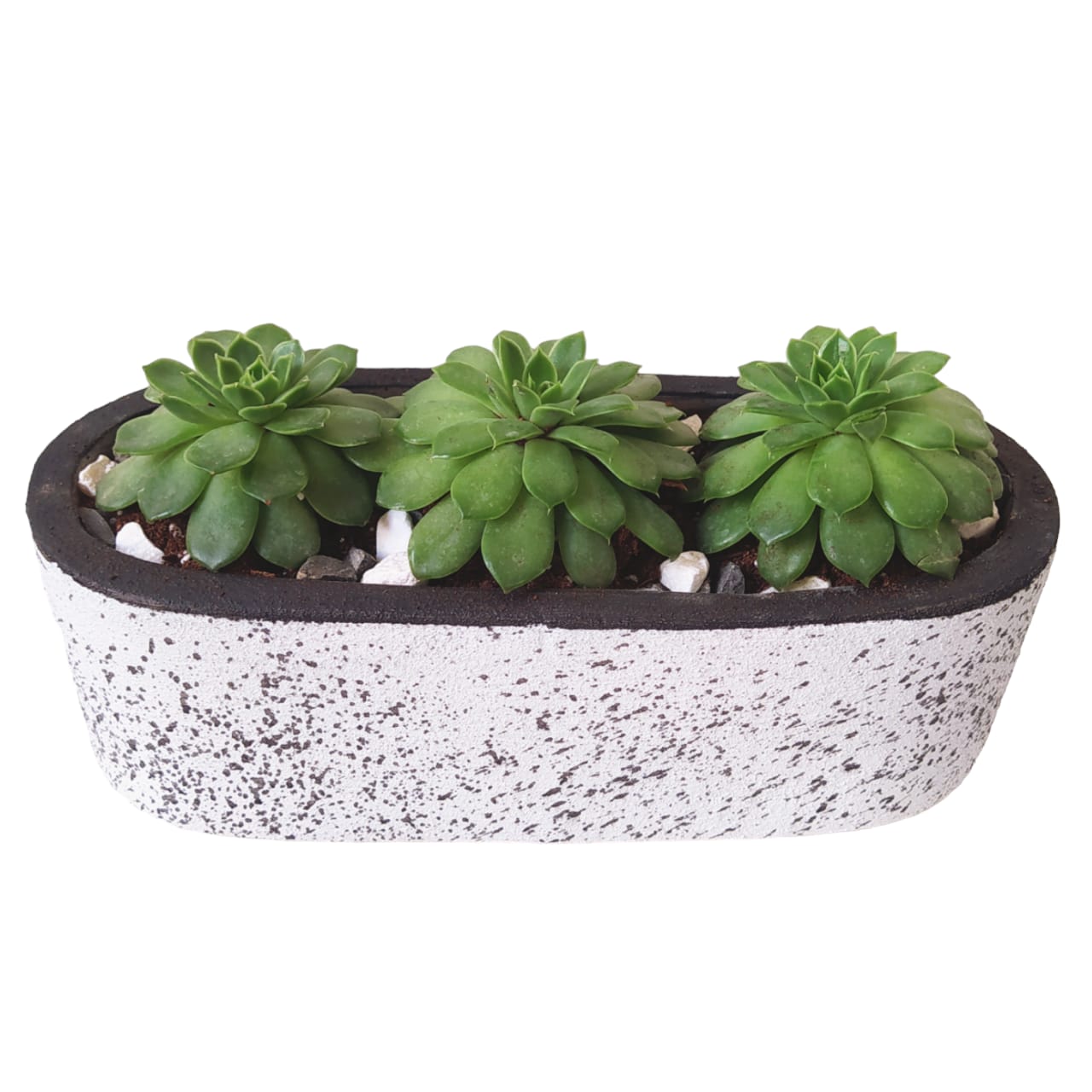 Echeveria Elegans with a terrazzo white pot 0