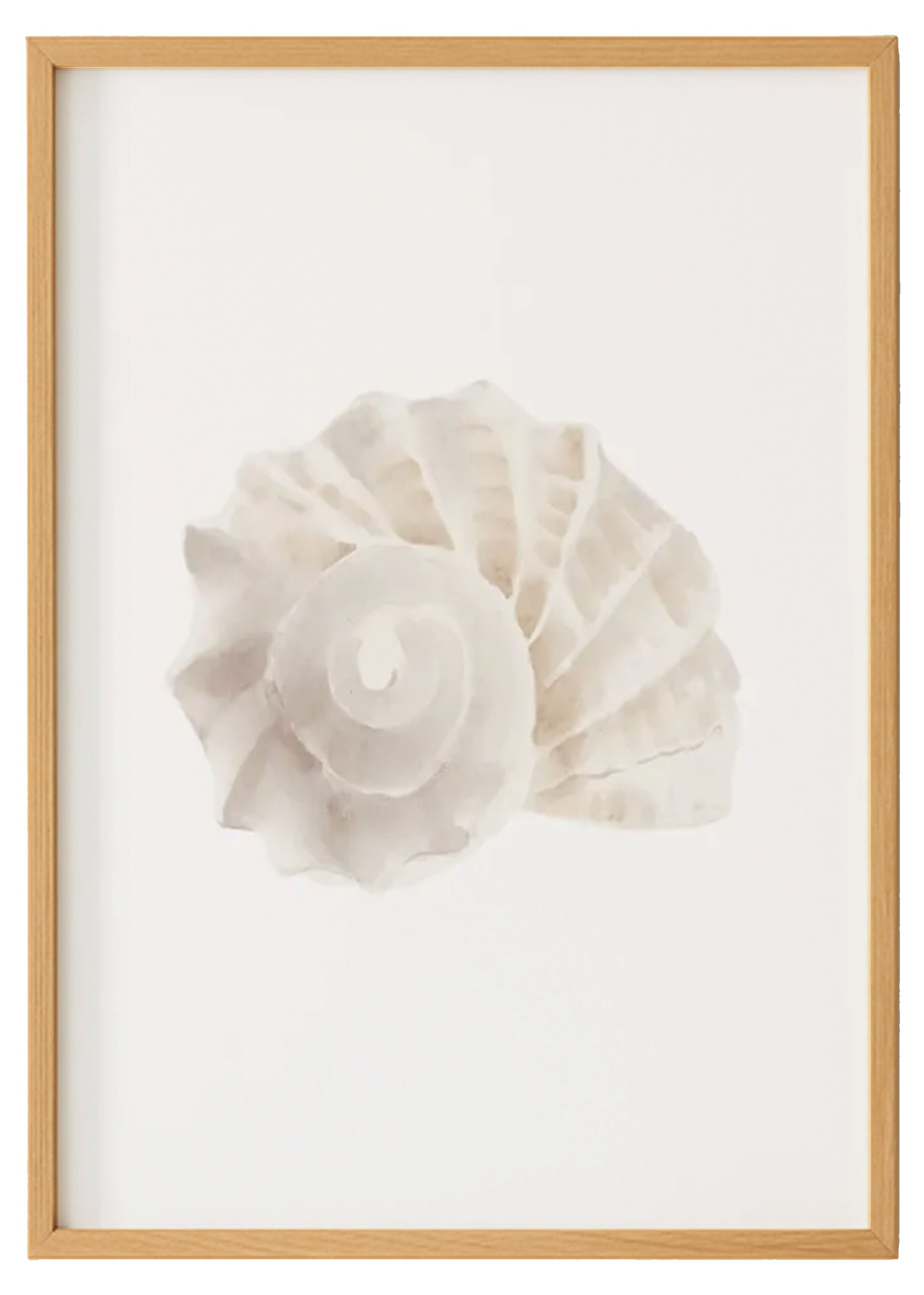Watercolor Seashell Print 0
