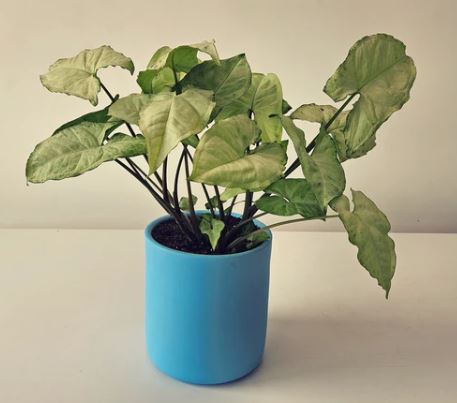 سينجونيوم 0