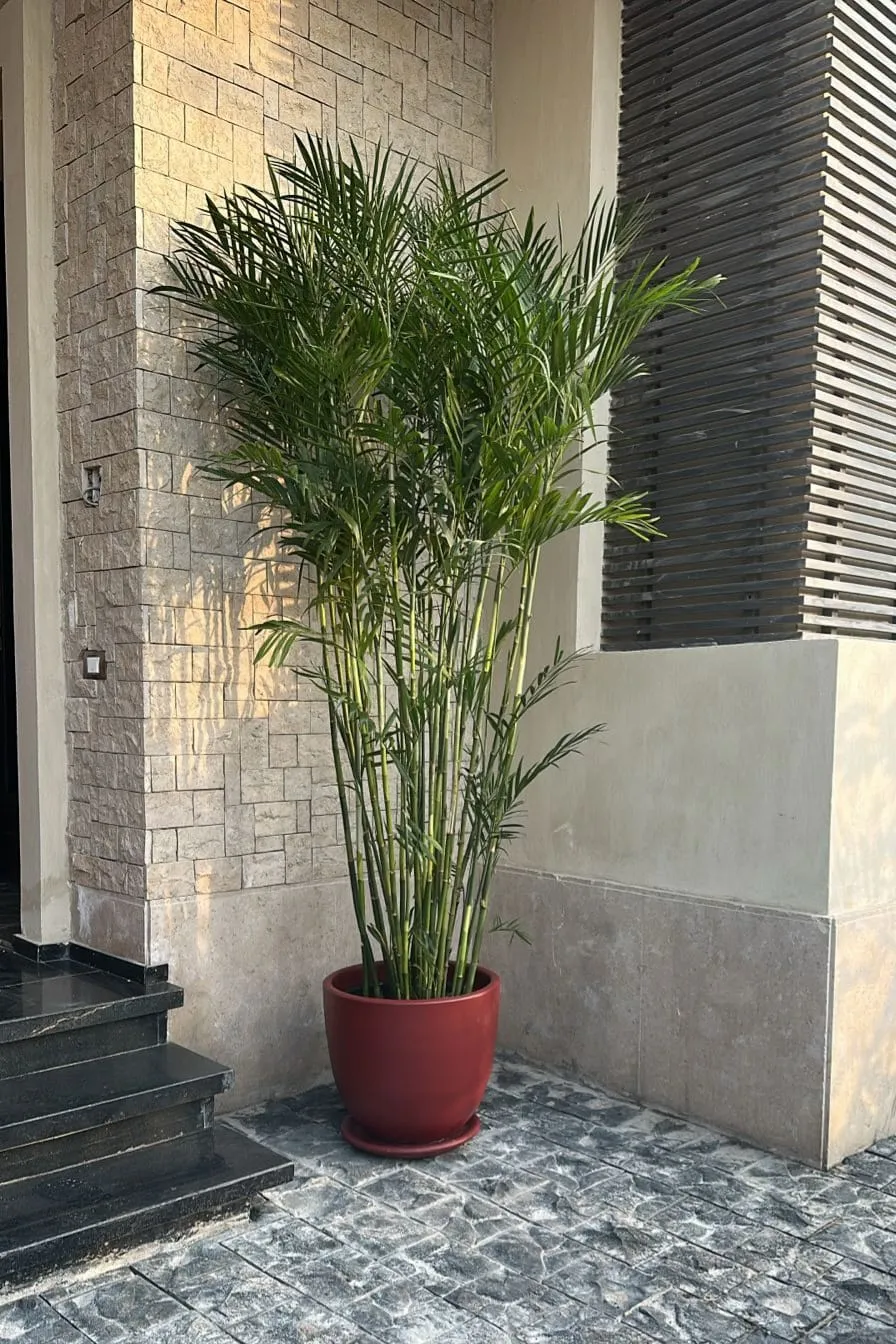 Chamaedorea Palm with Decorative Pot 1