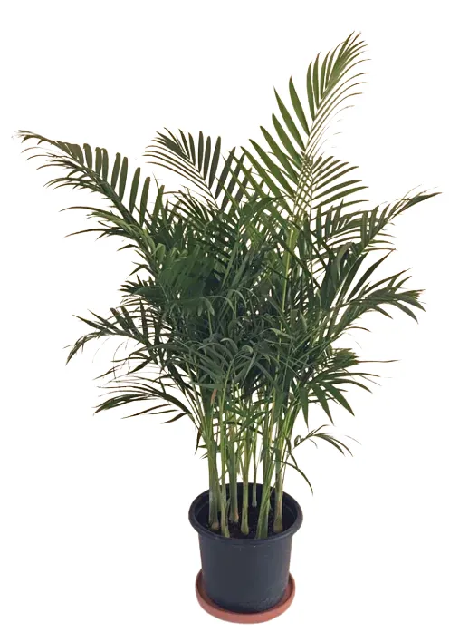 Areca Palm image