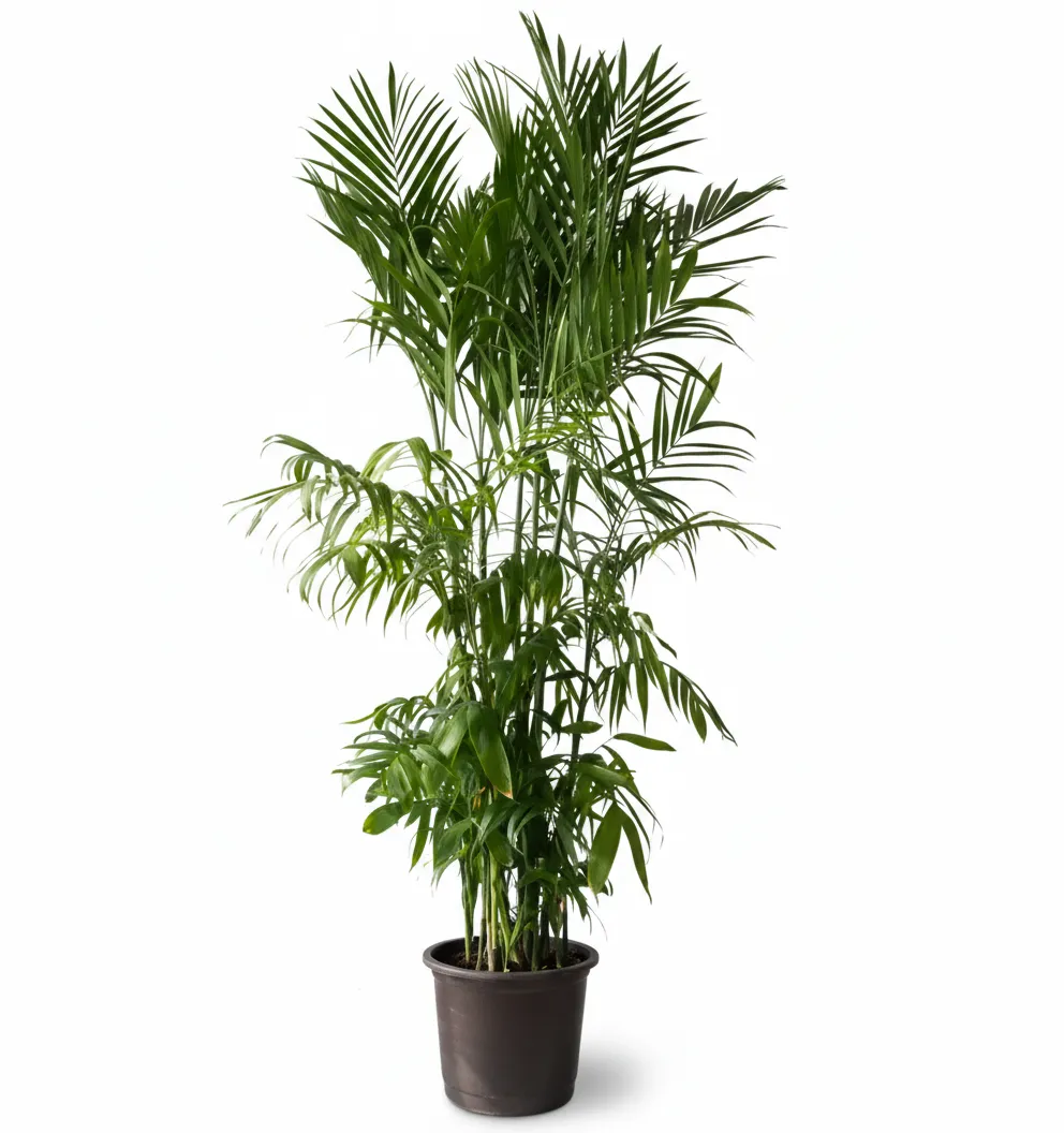 Chamaedorea Elegans image