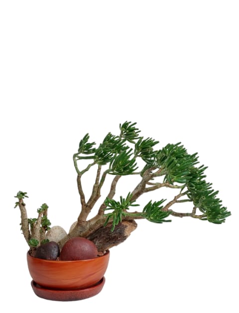 Jessy Bonsai Park 0