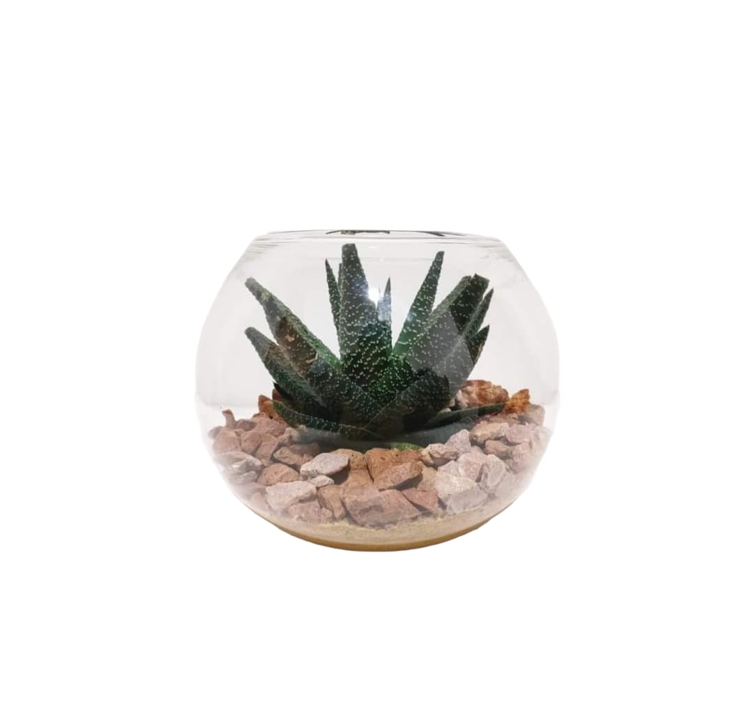 Hawrathea in Glass Bowl 0
