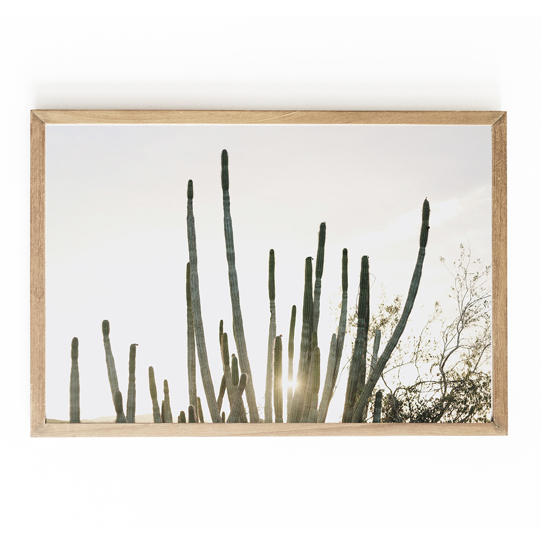 Cacti Desert Print 0