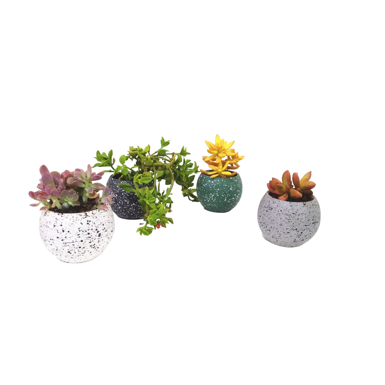 Cactus plant set 0