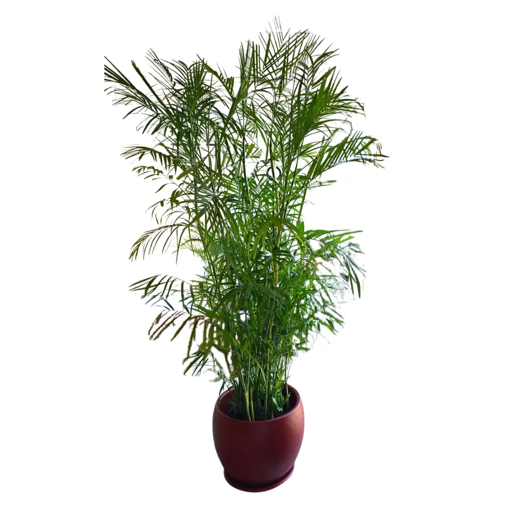 Chamaedorea Elegans in Curvy Burgundy Pot 0