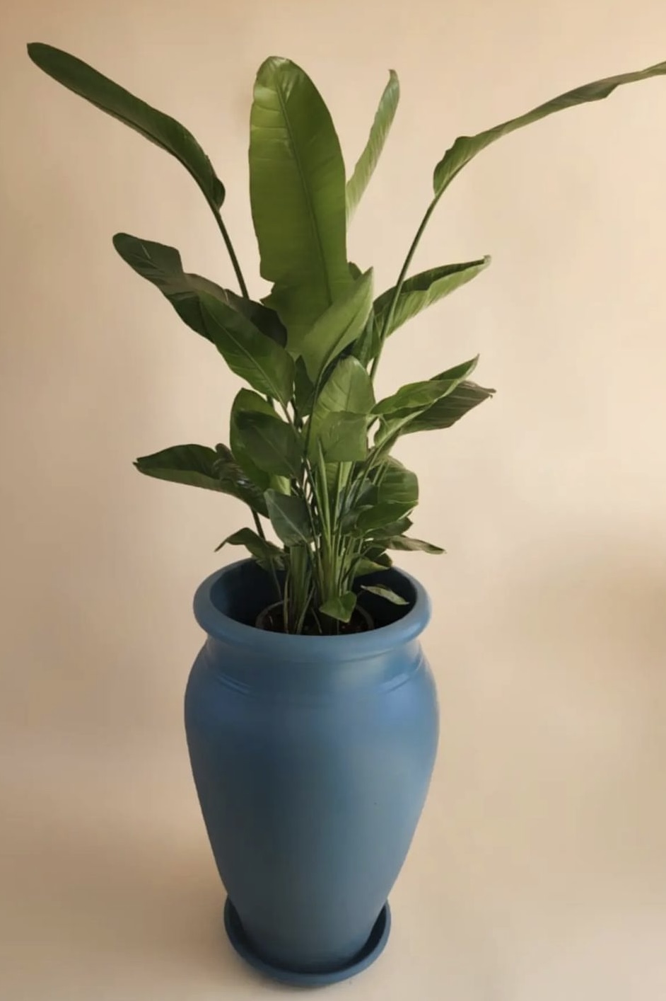 Strelitzia Plant in Tall Blue Pot 0