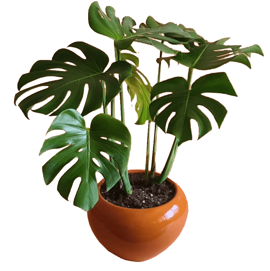 Monstera Deliciosa Plant in 20cm Pot 0