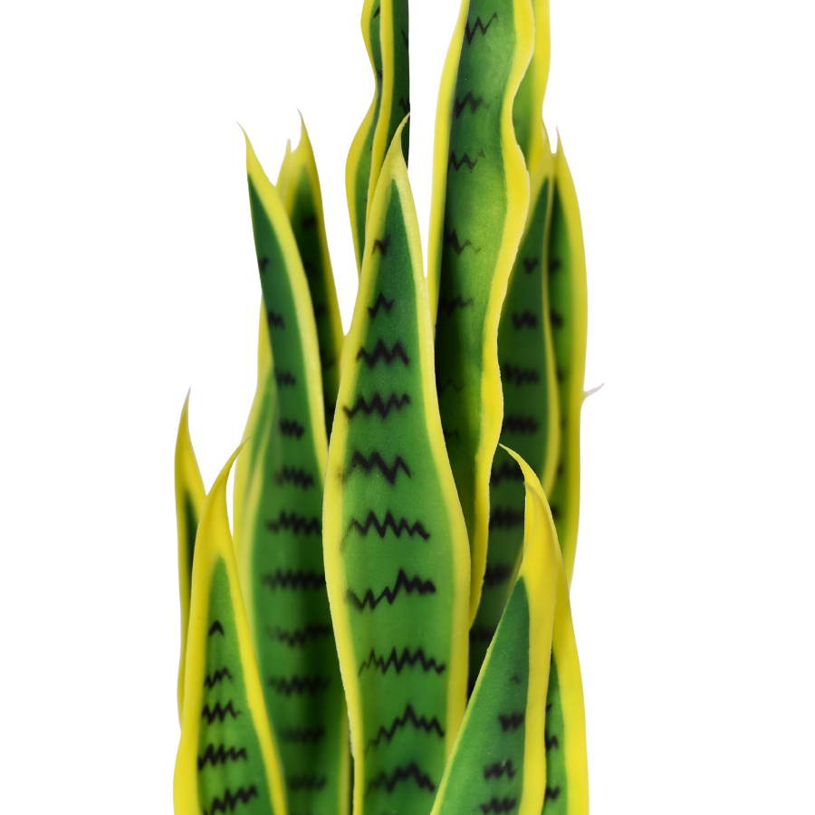 IfVfa0tp8oYF5YJTZBrMNoW5rdpVQK1sc9GsB5rR.png