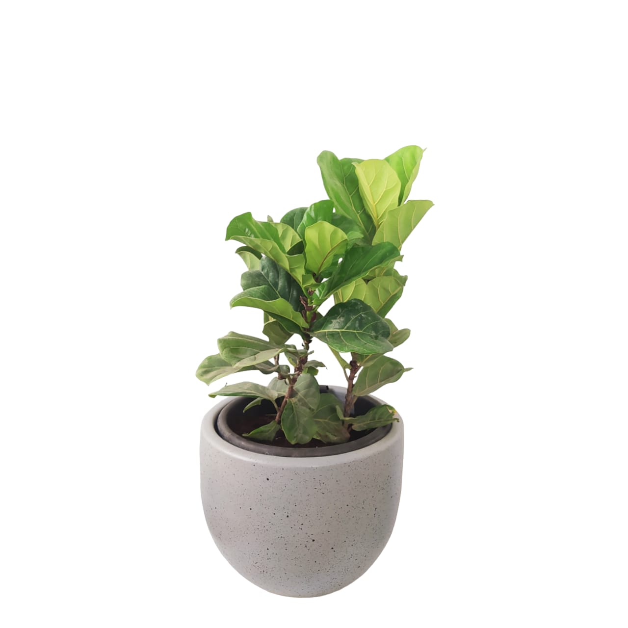 Fiddle leaf with a grey terrazzo pot 0
