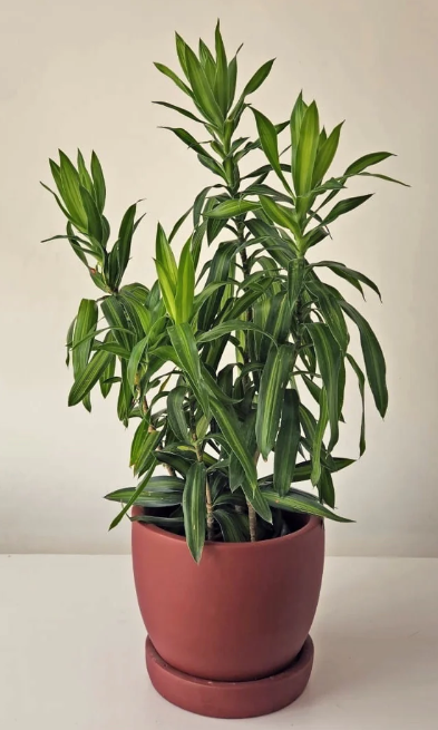 Dracena Jamaica in Burgundy Pot 0