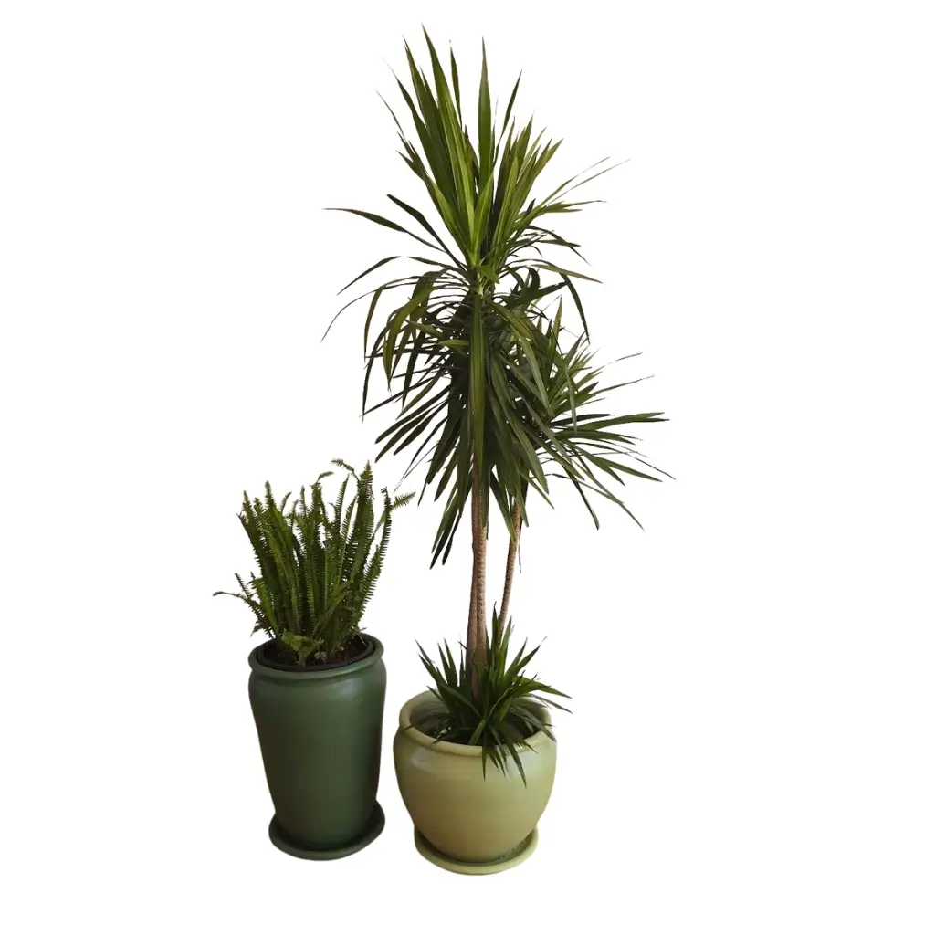 Dracena Fern Duo Large Outdoor Natural Plants Set 0