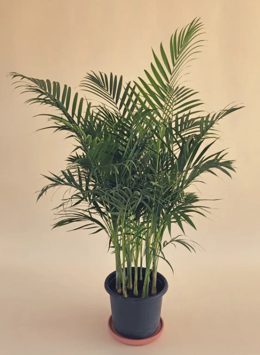 Areca Palm 0