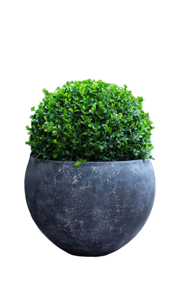 Boxwood with decorative pot 0
