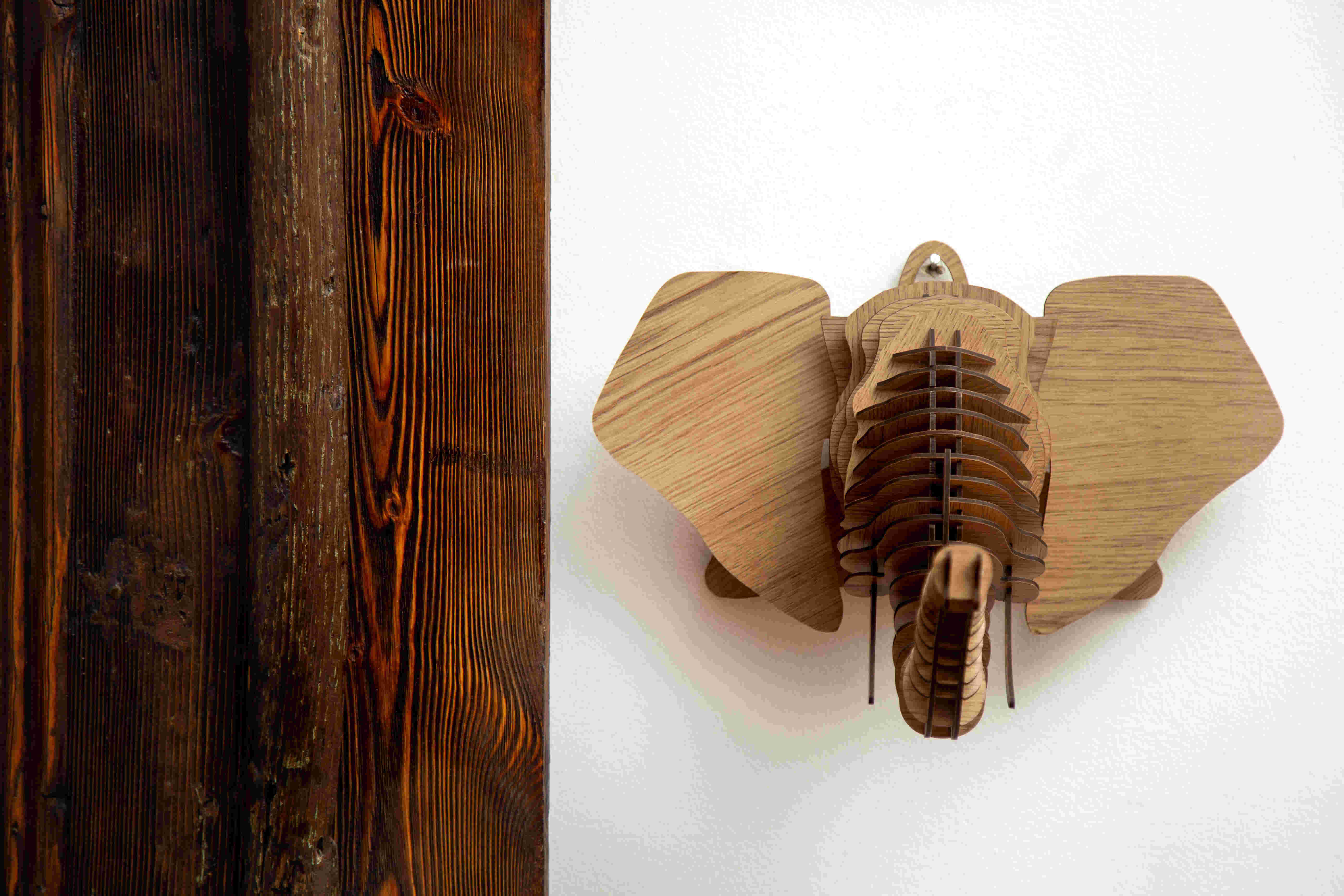 Dharma The Elephant Head 7