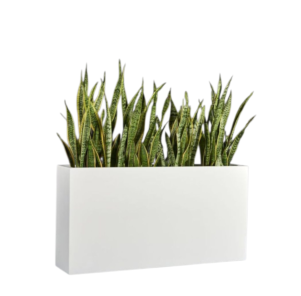 Snake Plant With Rectangular Fiberglass Plant Pot 0