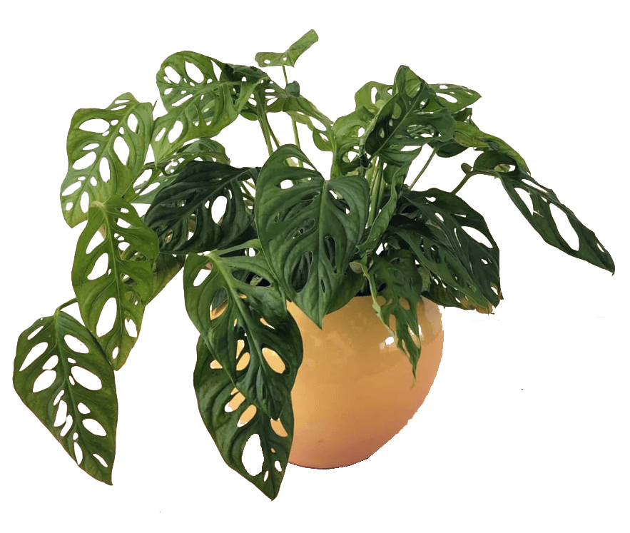 Monstera Adansonii Plant in Pot (Double Stem) 0