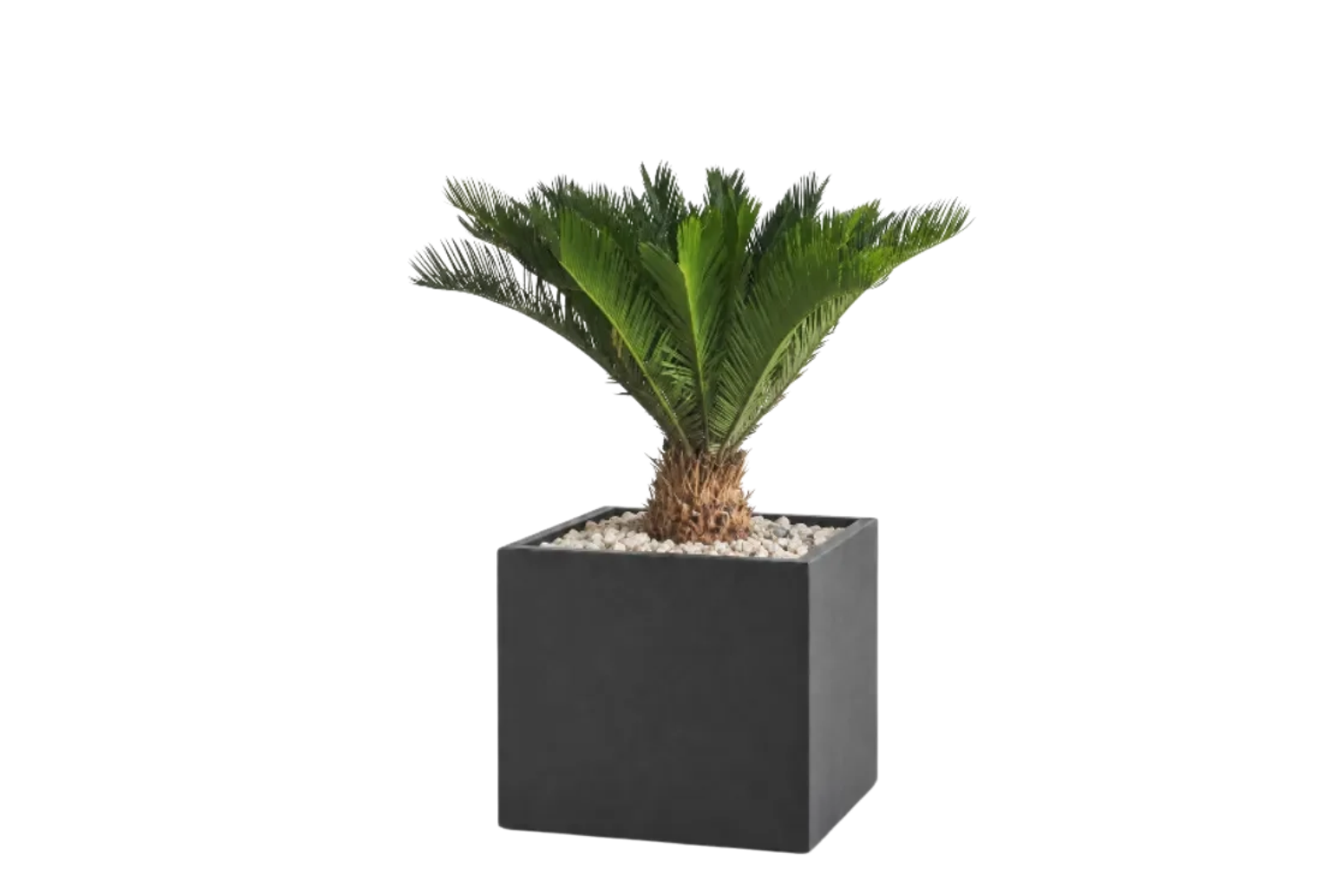 Modern Potted Natural Cycad Palm In Cube Pot