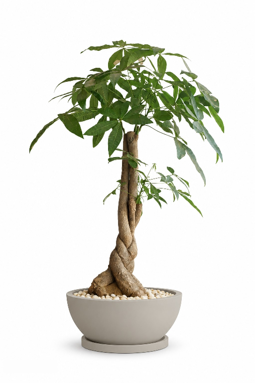 Money Tree Natural Plant In Bowl
