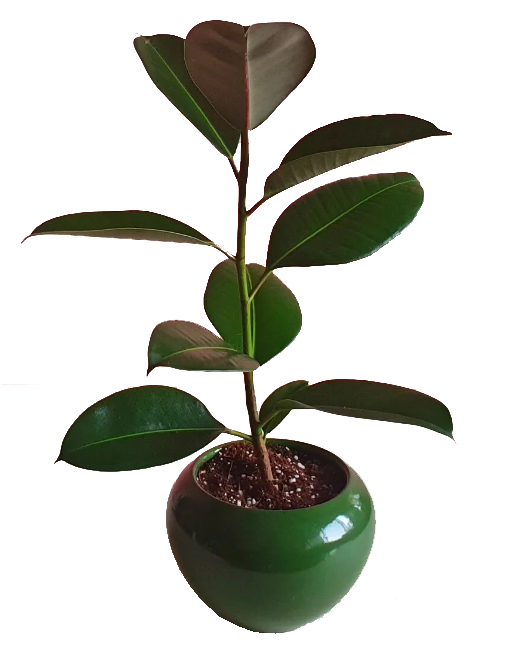 Ficus Rubber Fig Plant in Pot 0