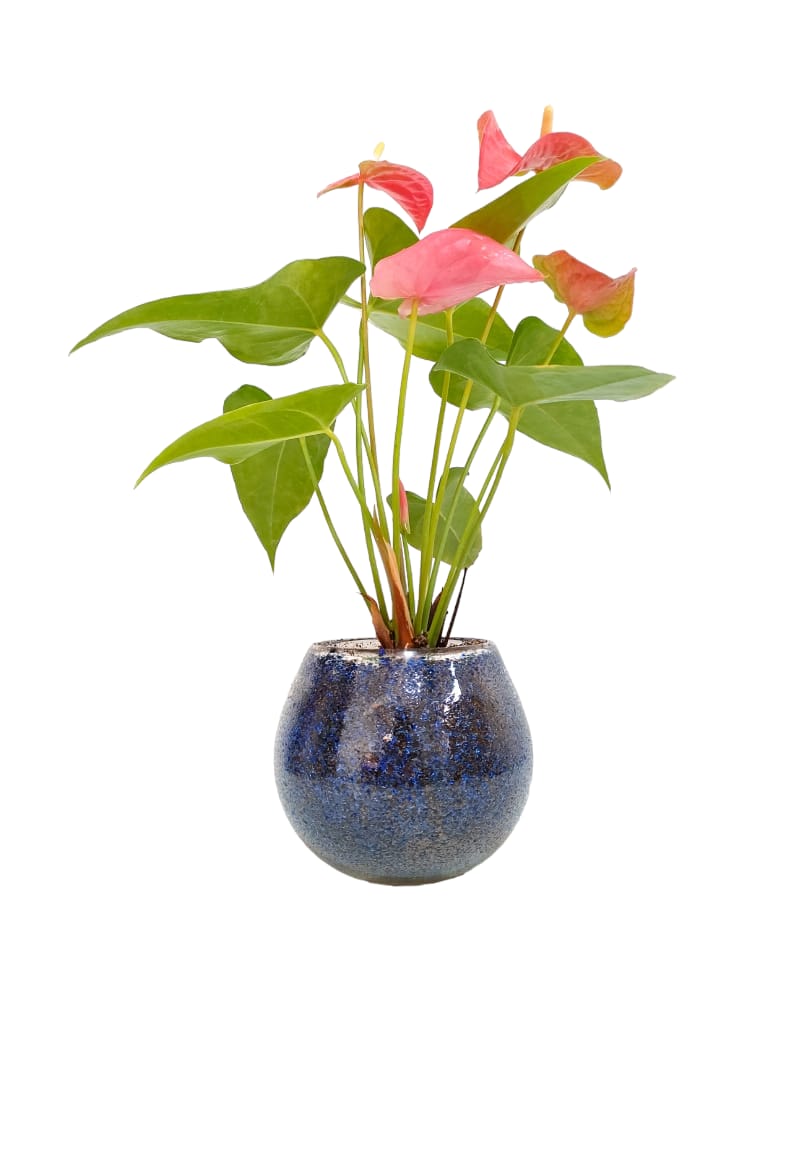 Anthrium with Glass Bowl 0
