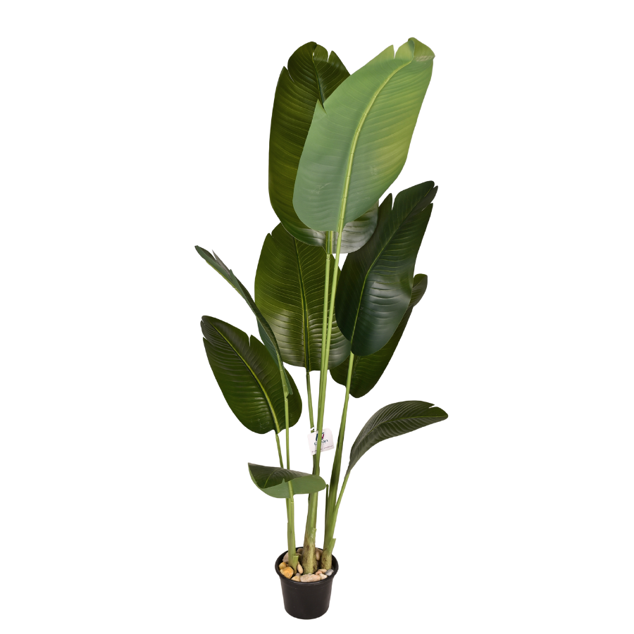 NwaYBfzsXKoObp1wV1n5orvs3I5rWizDs66I5rly.png